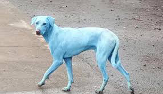 Dogs Turn Blue...